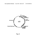 Methods for producing polypeptides in enzyme-deficient mutants of fusarium     venenatum diagram and image