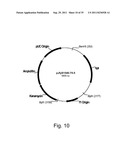 Methods for producing polypeptides in enzyme-deficient mutants of fusarium     venenatum diagram and image