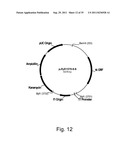 Methods for producing polypeptides in enzyme-deficient mutants of fusarium     venenatum diagram and image