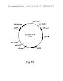 Methods for producing polypeptides in enzyme-deficient mutants of fusarium     venenatum diagram and image