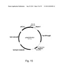 Methods for producing polypeptides in enzyme-deficient mutants of fusarium     venenatum diagram and image