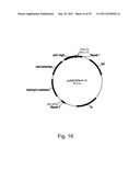 Methods for producing polypeptides in enzyme-deficient mutants of fusarium     venenatum diagram and image