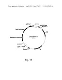 Methods for producing polypeptides in enzyme-deficient mutants of fusarium     venenatum diagram and image