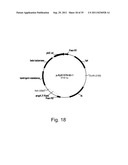 Methods for producing polypeptides in enzyme-deficient mutants of fusarium     venenatum diagram and image