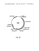 Methods for producing polypeptides in enzyme-deficient mutants of fusarium     venenatum diagram and image