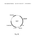 Methods for producing polypeptides in enzyme-deficient mutants of fusarium     venenatum diagram and image