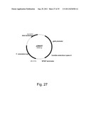 Methods for producing polypeptides in enzyme-deficient mutants of fusarium     venenatum diagram and image