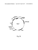 Methods for producing polypeptides in enzyme-deficient mutants of fusarium     venenatum diagram and image