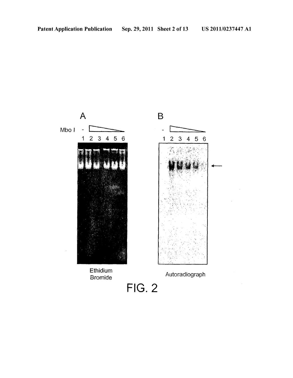 METHOD OF DETERMINING CHROMATIN STRUCTURE - diagram, schematic, and image 03