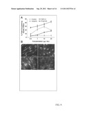 PLANT-DERIVED ELASTIN BINDING PROTEIN LIGANDS AND METHODS OF USING THE     SAME diagram and image