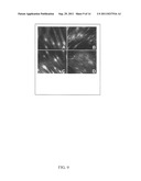 PLANT-DERIVED ELASTIN BINDING PROTEIN LIGANDS AND METHODS OF USING THE     SAME diagram and image