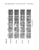 BIARYL COMPOSITIONS AND METHODS FOR MODULATING A KINASE CASCADE diagram and image