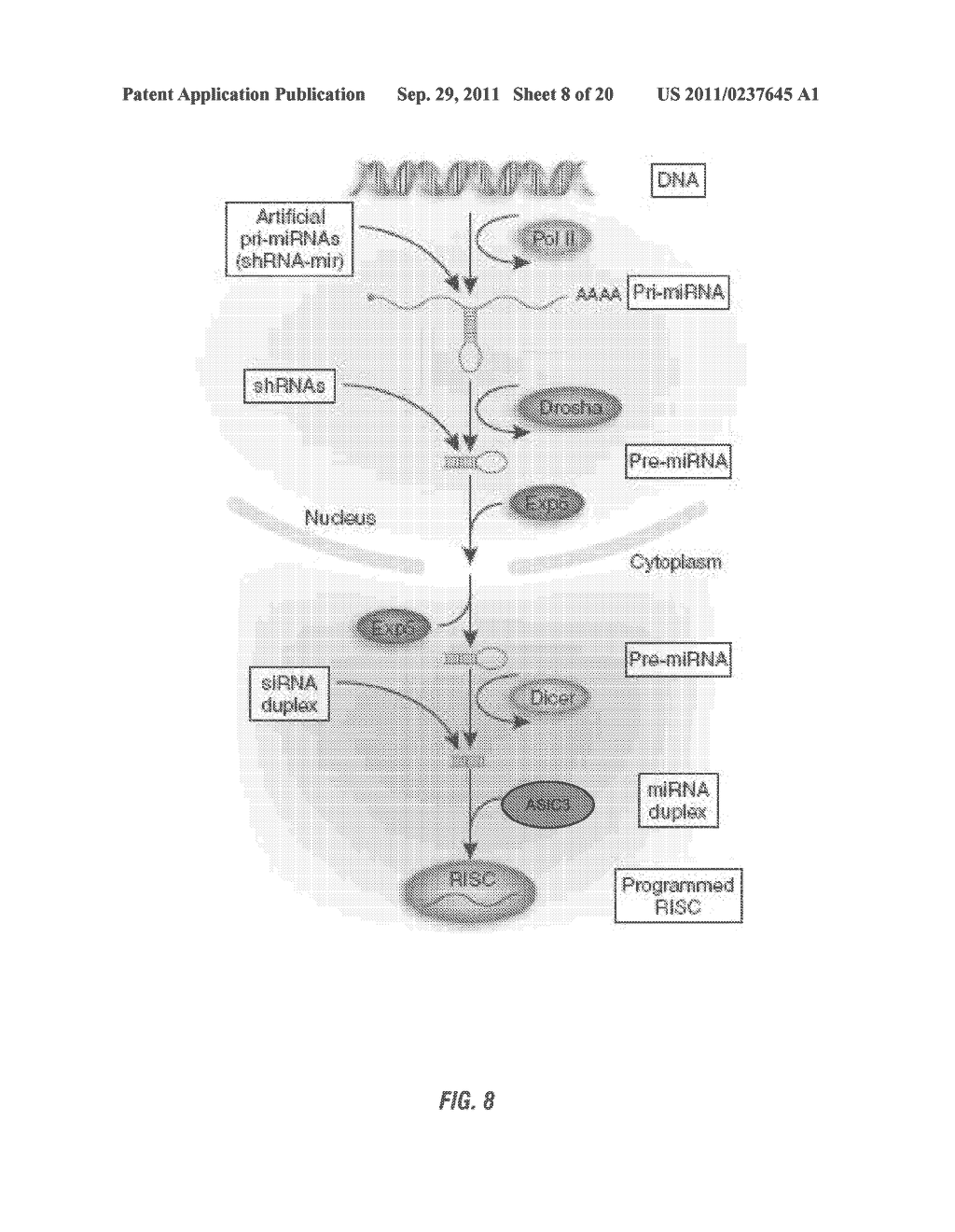 USE OF RNAi TECHNOLOGY TO INHIBIT ASIC3 - diagram, schematic, and image 09