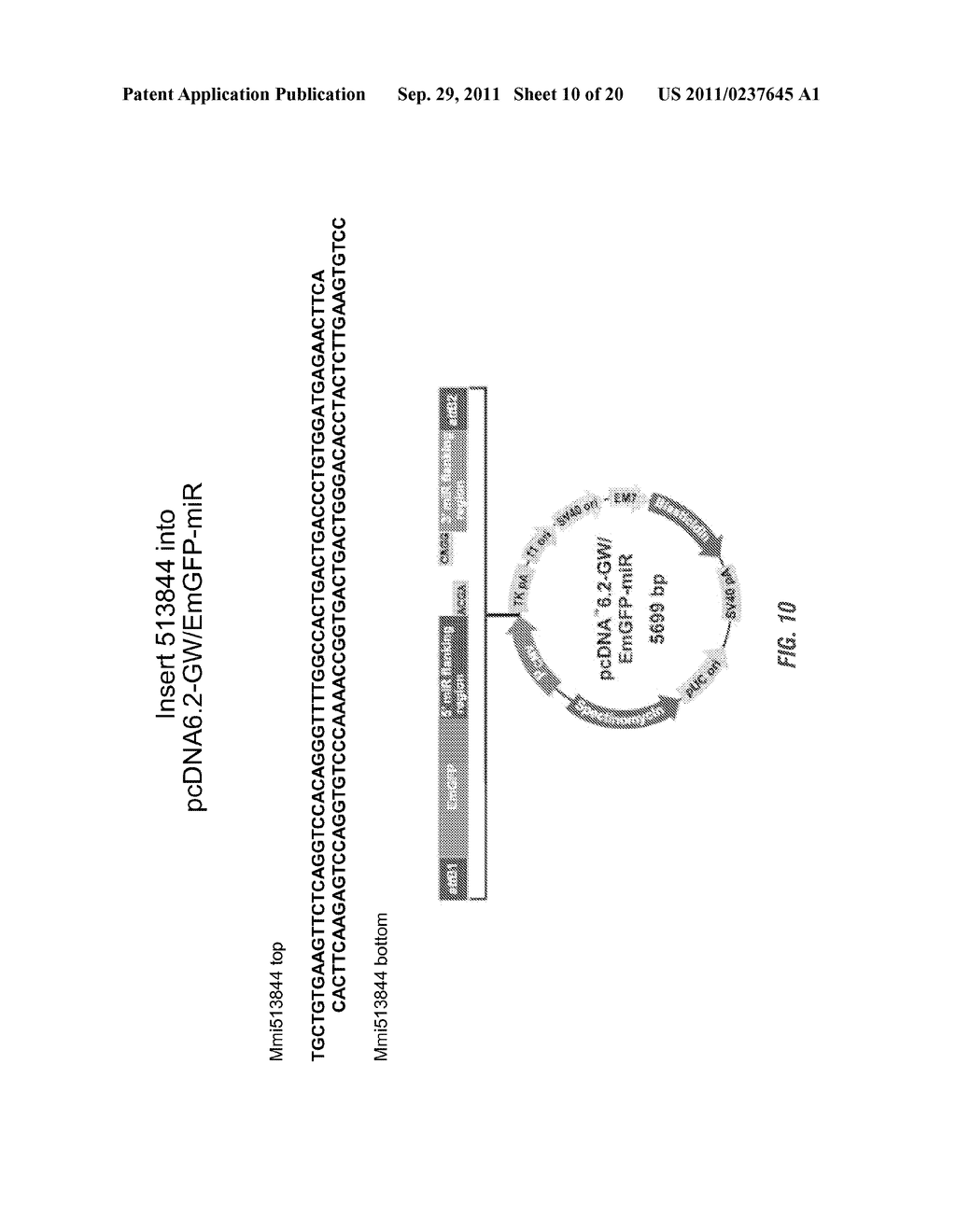 USE OF RNAi TECHNOLOGY TO INHIBIT ASIC3 - diagram, schematic, and image 11