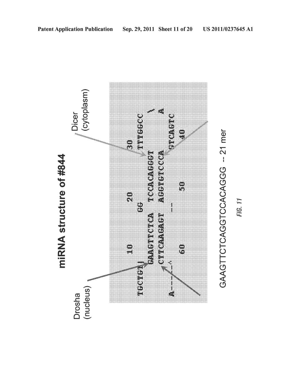 USE OF RNAi TECHNOLOGY TO INHIBIT ASIC3 - diagram, schematic, and image 12