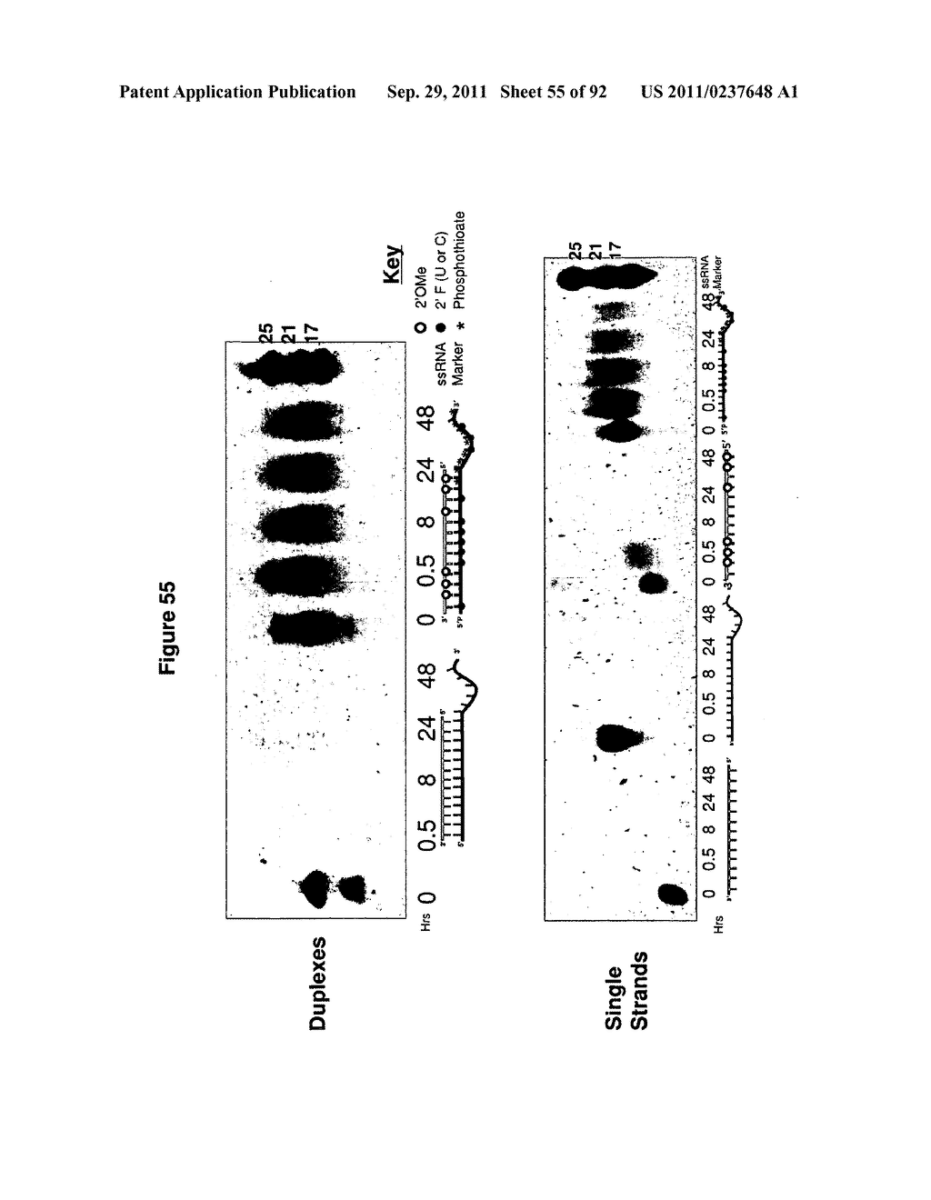 RNA INTERFERENCE IN SKIN INDICATIONS - diagram, schematic, and image 56