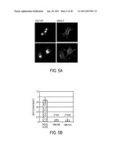 TREATMENT OF AMYOTROPHIC LATERAL SCLEROSIS diagram and image