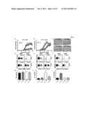 MARKERS FOR DETERMINATION OF PATIENT RESPONSIVENESS diagram and image