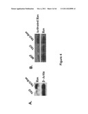 SOMATIC CELL-DERIVED PLURIPOTENT CELLS AND METHODS OF USE THEREFOR diagram and image