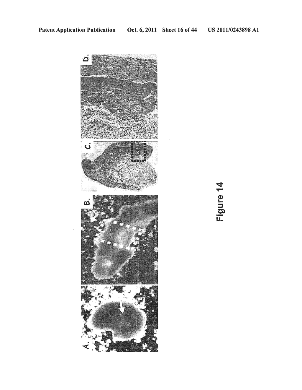 SOMATIC CELL-DERIVED PLURIPOTENT CELLS AND METHODS OF USE THEREFOR - diagram, schematic, and image 17