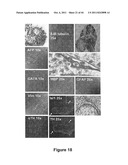 SOMATIC CELL-DERIVED PLURIPOTENT CELLS AND METHODS OF USE THEREFOR diagram and image