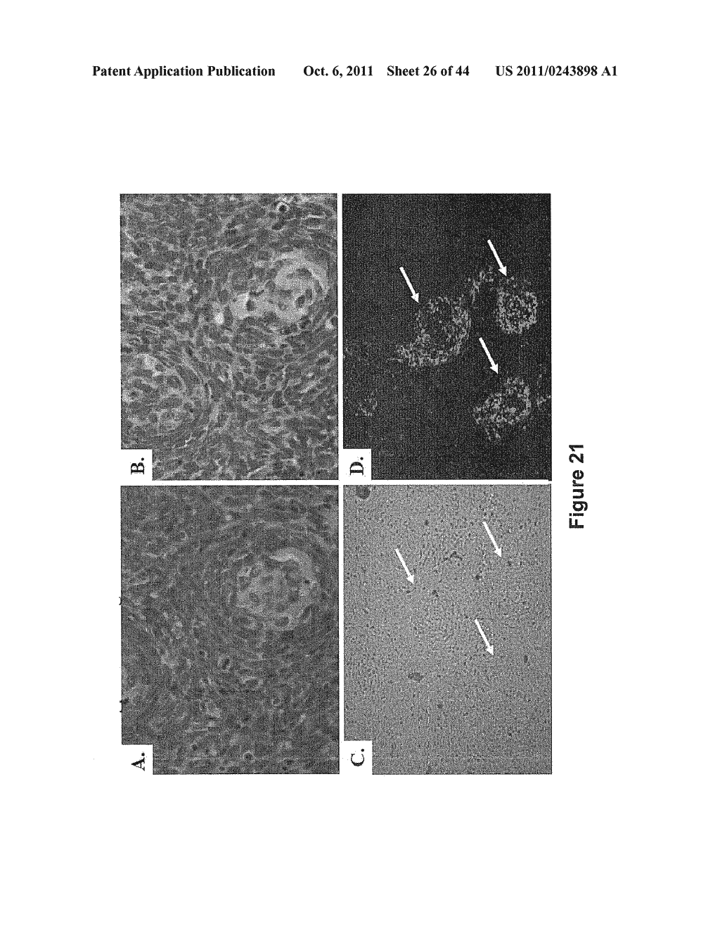 SOMATIC CELL-DERIVED PLURIPOTENT CELLS AND METHODS OF USE THEREFOR - diagram, schematic, and image 27