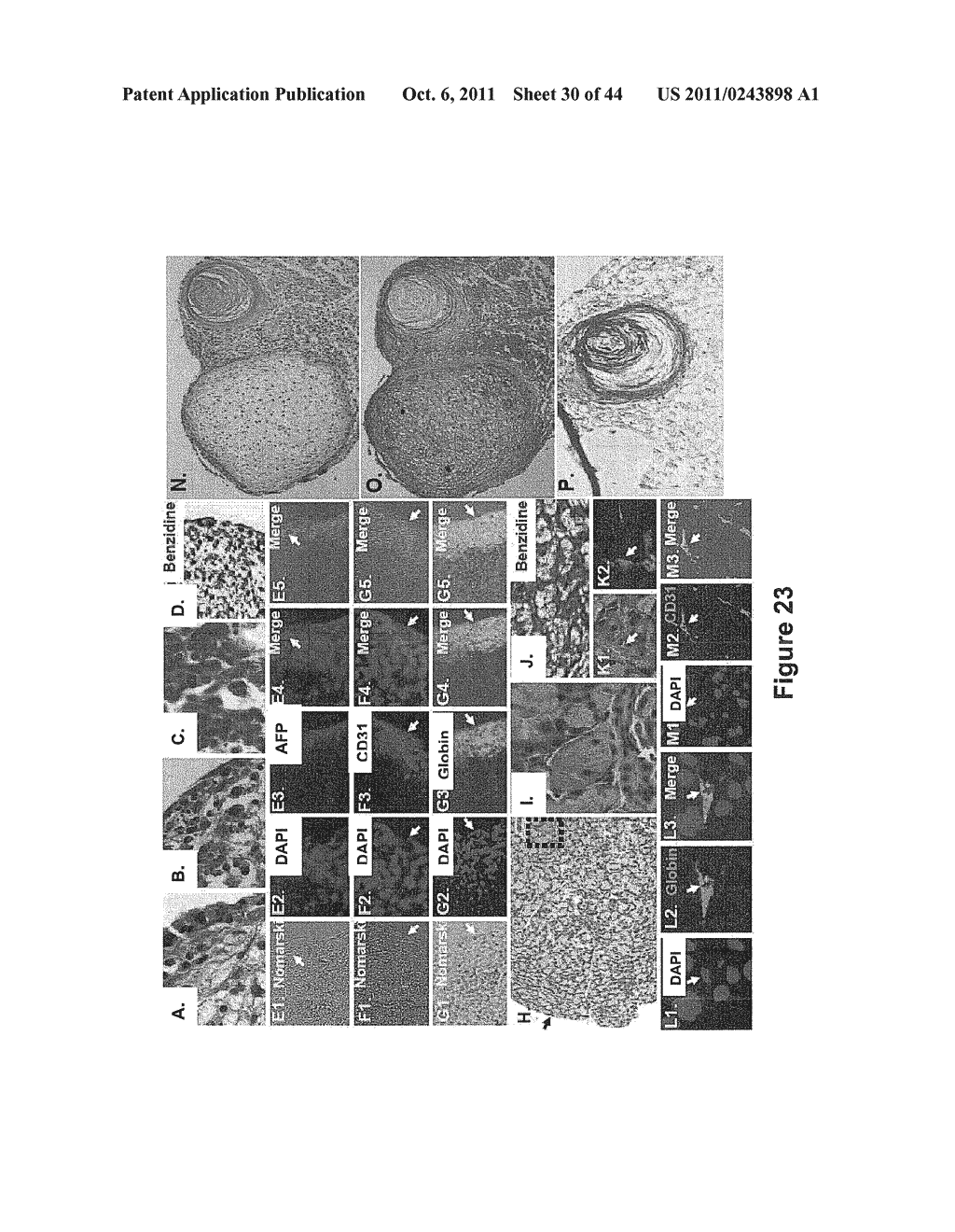 SOMATIC CELL-DERIVED PLURIPOTENT CELLS AND METHODS OF USE THEREFOR - diagram, schematic, and image 31