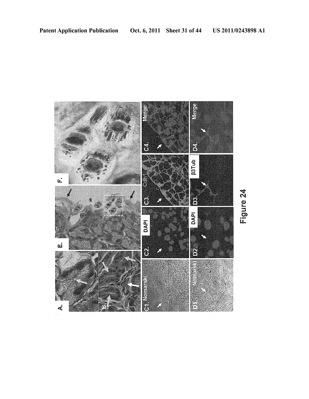 SOMATIC CELL-DERIVED PLURIPOTENT CELLS AND METHODS OF USE THEREFOR - diagram, schematic, and image 32