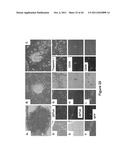 SOMATIC CELL-DERIVED PLURIPOTENT CELLS AND METHODS OF USE THEREFOR diagram and image