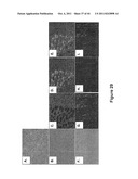 SOMATIC CELL-DERIVED PLURIPOTENT CELLS AND METHODS OF USE THEREFOR diagram and image