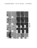 SOMATIC CELL-DERIVED PLURIPOTENT CELLS AND METHODS OF USE THEREFOR diagram and image