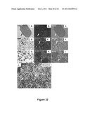 SOMATIC CELL-DERIVED PLURIPOTENT CELLS AND METHODS OF USE THEREFOR diagram and image