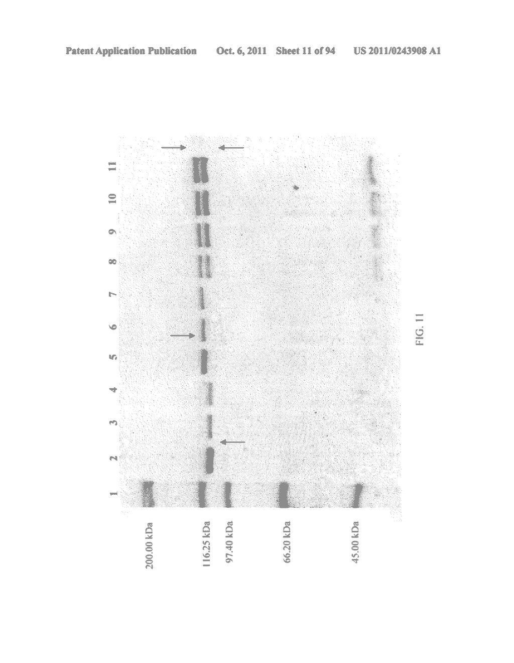 Compositions and Methods for Treating Collagen-Mediated Diseases - diagram, schematic, and image 12