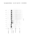 Compositions and Methods for Treating Collagen-Mediated Diseases diagram and image