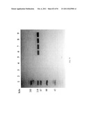 Compositions and Methods for Treating Collagen-Mediated Diseases diagram and image