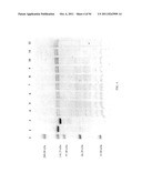 Compositions and Methods for Treating Collagen-Mediated Diseases diagram and image