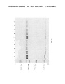 Compositions and Methods for Treating Collagen-Mediated Diseases diagram and image