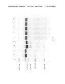 Compositions and Methods for Treating Collagen-Mediated Diseases diagram and image