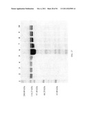 Compositions and Methods for Treating Collagen-Mediated Diseases diagram and image