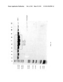 Compositions and Methods for Treating Collagen-Mediated Diseases diagram and image