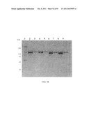 Compositions and Methods for Treating Collagen-Mediated Diseases diagram and image