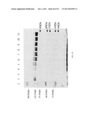 Compositions and Methods for Treating Collagen-Mediated Diseases diagram and image