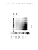 Compositions and Methods for Treating Collagen-Mediated Diseases diagram and image