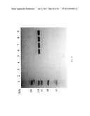 Compositions and Methods for Treating Collagen-Mediated Diseases diagram and image