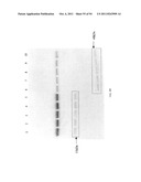 Compositions and Methods for Treating Collagen-Mediated Diseases diagram and image