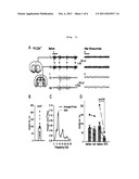 COMPOSITION FOR THE PREVENTION AND TREATMENT OF ABSENCE SEIZURES     COMPRISING PKC AGONIST AS AN EFFECTIVE INGREDIENT diagram and image