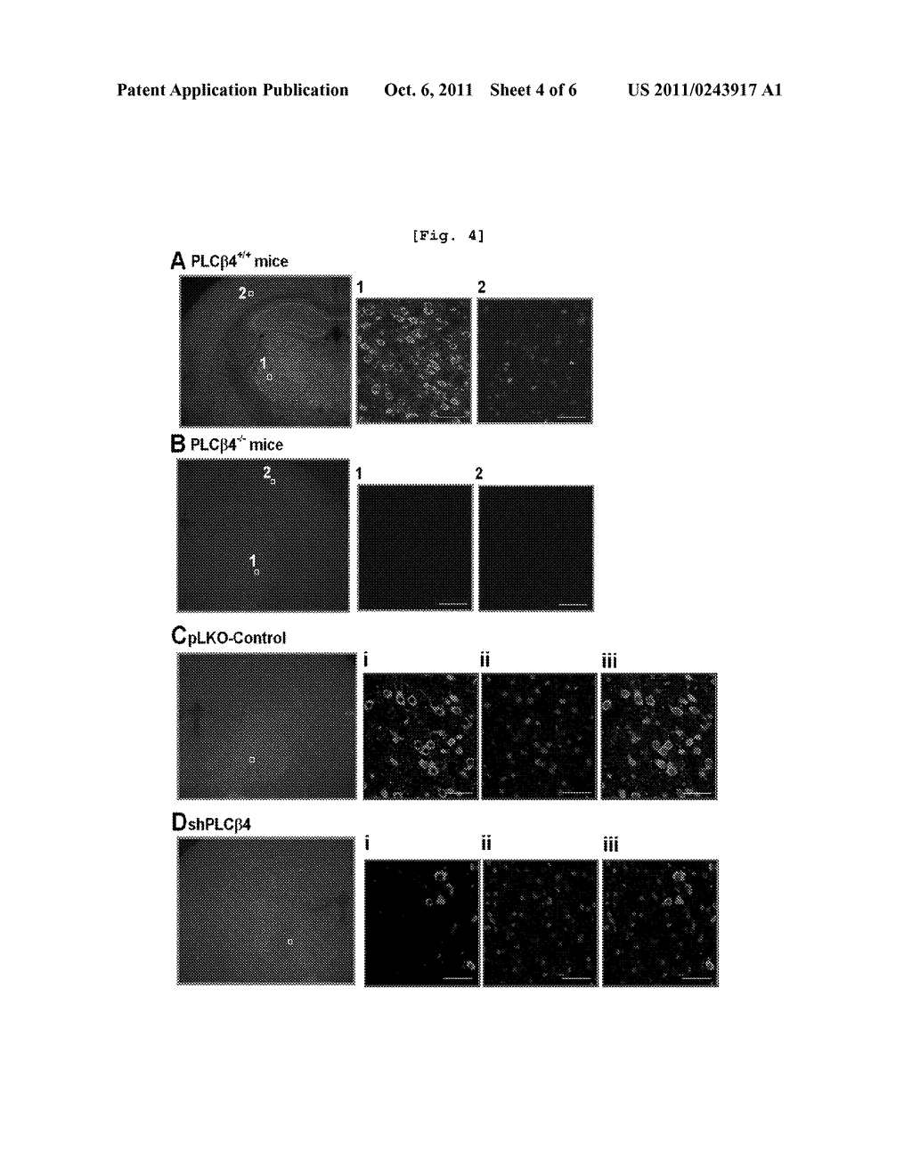 COMPOSITION FOR THE PREVENTION AND TREATMENT OF ABSENCE SEIZURES     COMPRISING PKC AGONIST AS AN EFFECTIVE INGREDIENT - diagram, schematic, and image 05