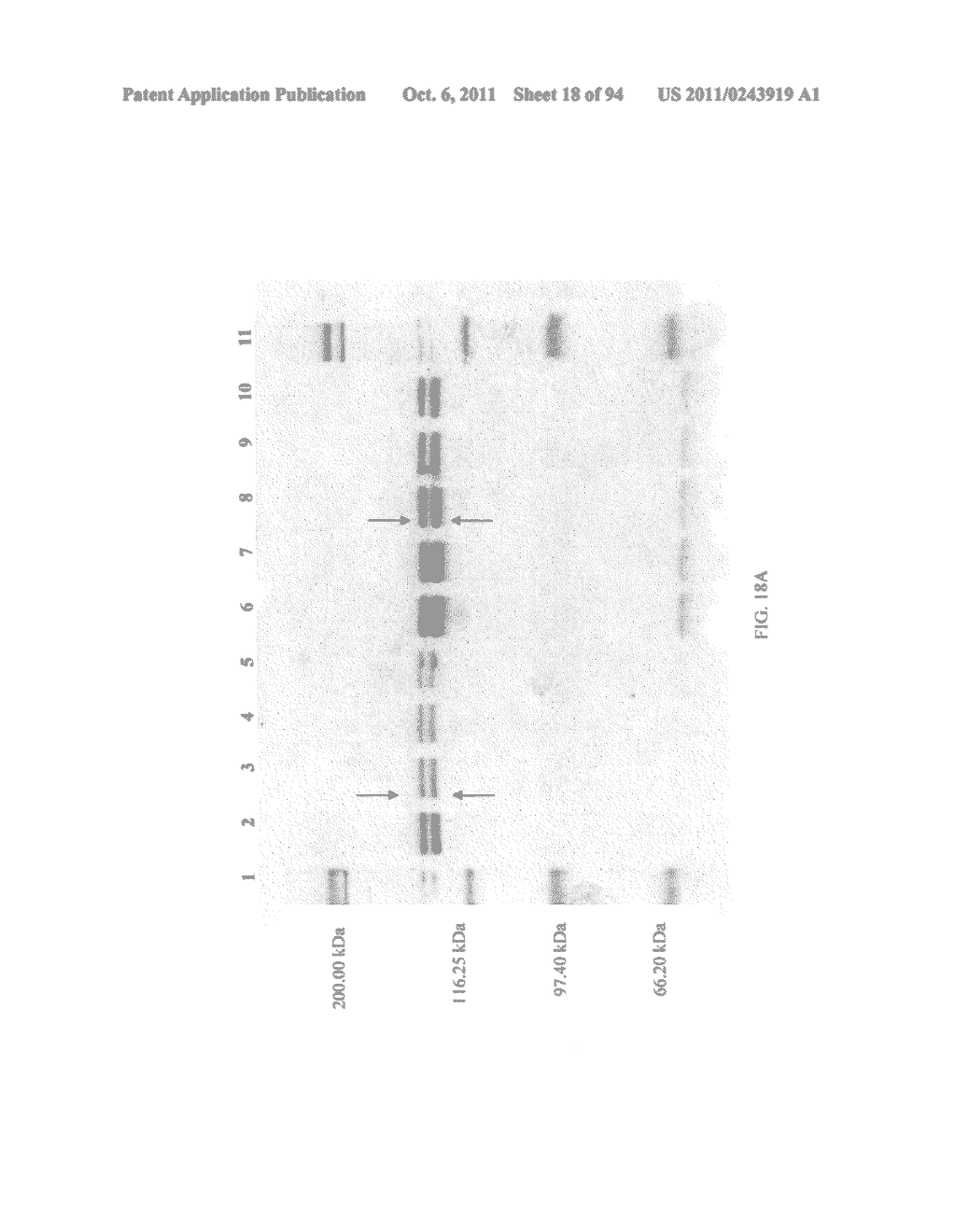 Compositions and Methods for Treating Collagen-Mediated Diseases - diagram, schematic, and image 19