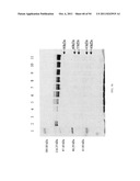 Compositions and Methods for Treating Collagen-Mediated Diseases diagram and image