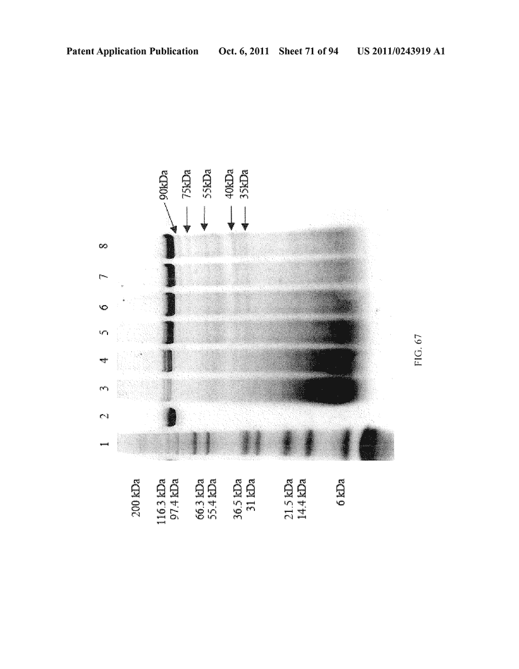 Compositions and Methods for Treating Collagen-Mediated Diseases - diagram, schematic, and image 72